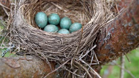 Nest-of-a-thrush-with-six-blue-eggs-on-the-pine-tree-in-springtime.-Slow-motion