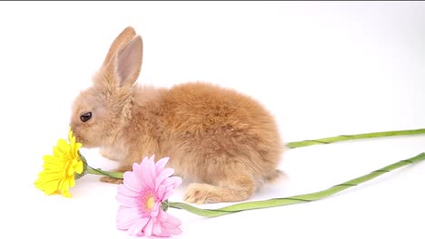 Osterhase,-niedliche-Hasen,-Kaninchen-auf-weißem-Hintergrund