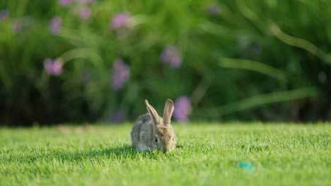 Rabbit-eating-green-grass