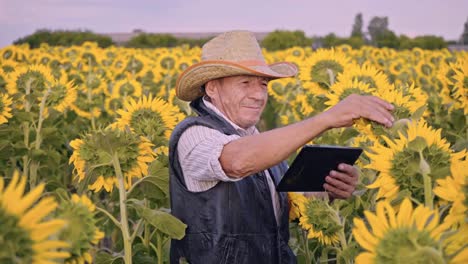 A-senior-farmer-photographs-sunflowers-and-sunflower-seeds-on-a-tablet-for-analysis.-Modern-technologies-in-the-agricultural-business.