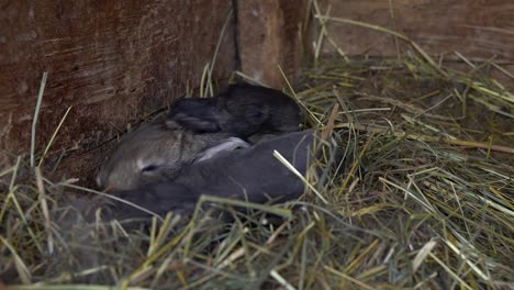 Neugeborene-Kaninchen-im-Nest.