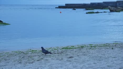 Graue-Taube-zu-Fuß-am-Strand-in-der-Nähe-des-Meeres.-Slow-motion