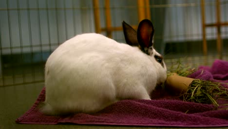 bunny-rabbit-munching-on-grass