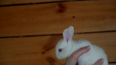 Conejo-blanco.-Manos-sosteniendo-un-conejo-blanco