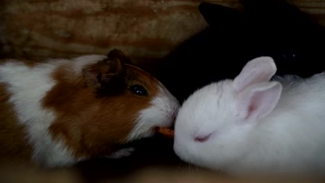 Kaninchen-und-Meerschweinchen-Essen