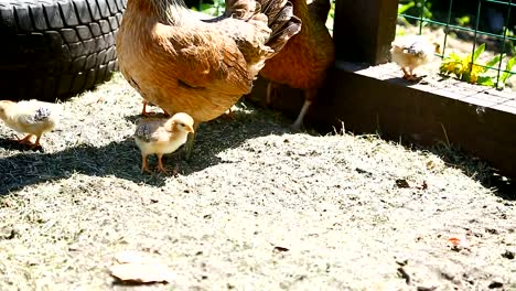 junges-Huhn-zu-Fuß-mit-ihrem-kleinen-Hühner