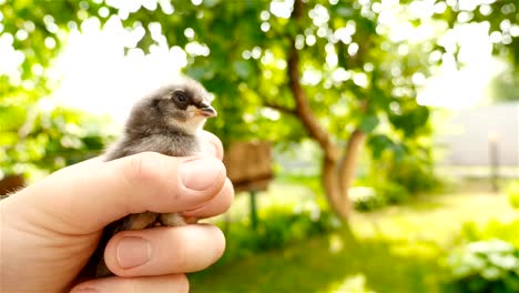 In-der-einen-Hand-ist-das-Küken-in-der-anderen-Hand-ein-Ei.-Huhn-oder-Ei