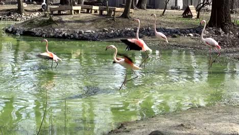 Weißer-Flamingos-wellenartig-bewegen-ihre-Flügel-und-laufen-durch-das-Wasser-des-Sees