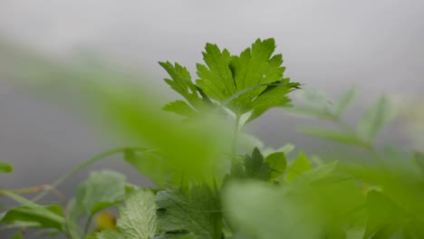 Verde-pasto-moviéndose-en-la-brisa-de-primavera