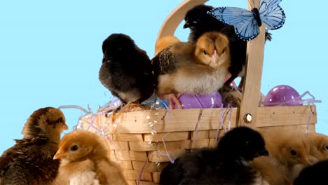 Baby-chicks-overflow-an-Easter-basket-in-front-of-a-blue-background