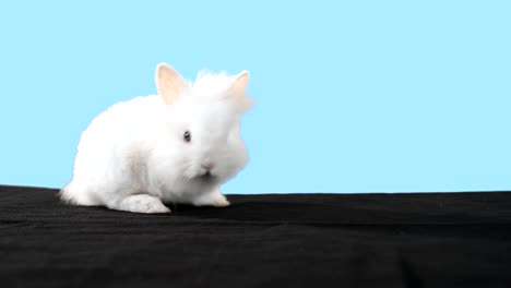 Cute-bunny-stands-alone-in-front-of-a-blue-background