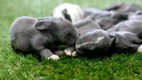 Eleven-days-lovely-baby-rabbits-on-artificial-green-grass