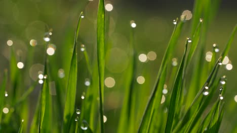 Einstellen-des-Fokus-auf-grüne-Grashalme,-auf-denen-Tauwassertropfen-liegen.-Nahaufnahme-Zeitlupe-n