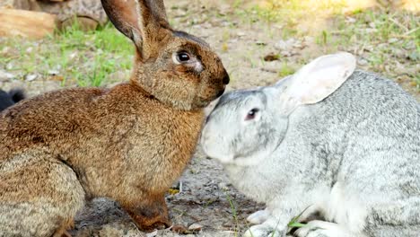 Zwei-Kaninchen-liegen-auf-dem-Gras,-schlafen-in-Nahaufnahme-aufeinander-ein