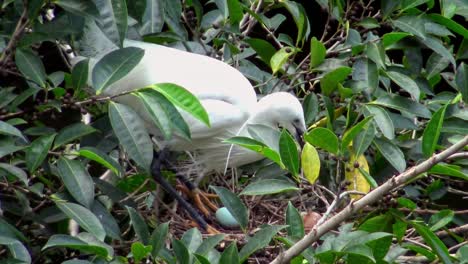 4k,-Little-egret-take-care-the-nest-with-blue-eggs-on-tree-of-lake-at-Taipei