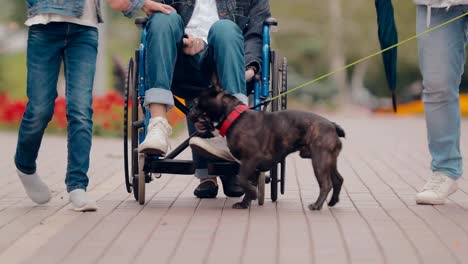 Dog-plays-with-its-owner,-boy-in-a-wheelchair.-Bottom-view.