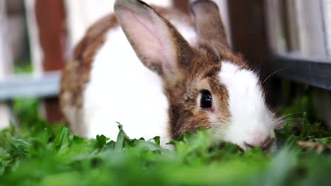 The-little-rabbit-in-the-cage-is-sitting.