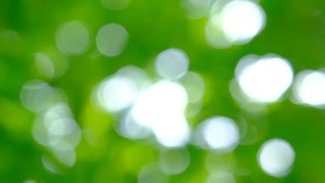 Bokeh-background-of-Green-leaf-and-Sky-light