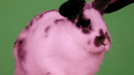 Beautiful-pink-rabbit-closeup-isolated-on-a-green-screen.