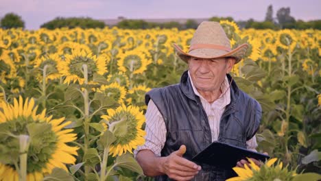 A-senior-farmer-photographs-sunflowers-and-sunflower-seeds-on-a-tablet-for-analysis.-Modern-technologies-in-the-agricultural-business.