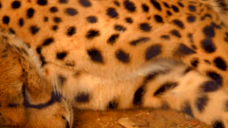 Leopard-lying-on-the-ground-and-sleeping-but-the-ears-are-moving-and-tail-waving