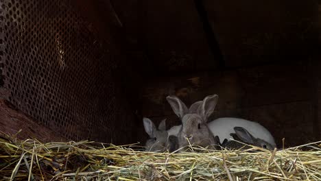 Pequeño-conejito-gris-en-nido-con-su-madre