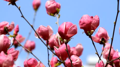 Magnolia-flowers-blossoms