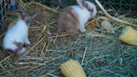 Baby-Kaninchen-Essen-Mais-in-einem-grünen-Rasen,