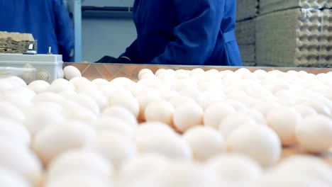 Chicken-farm-poultry-workers-sorting-eggs-at-factory-conveyor.-Poultry-farm-industrial-production-line.