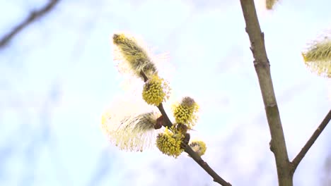 fleißige-Bienen-sammeln-Nektar-für-Honig-aus-Weide-Kätzchen-in-Zeitlupe