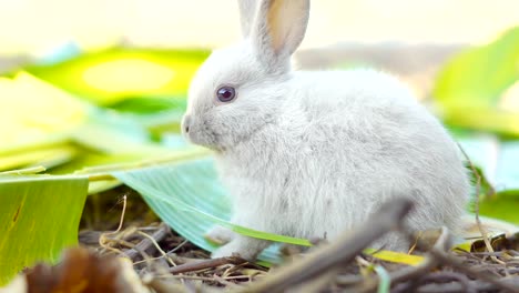 Kaninchen-Essen-Blätter-im-Garten