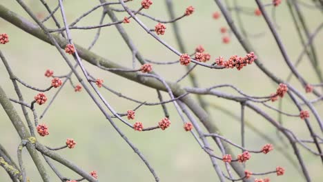 Primavera-de-corteza-de-un-árbol-y-los-riñones-en-las-ramas