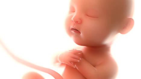 3d-rendering-fetus-on-the-white-background-,at-least-5-months,4k.(4096*2160)