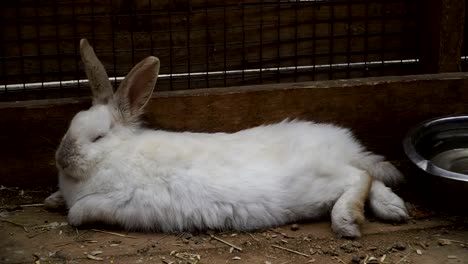 Rabbit.-Rabbit-is-sleeping