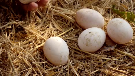 Hombre-joven-recogiendo-huevos-de-gallina-de-nido-de-paja