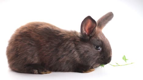 Schwarzes-Kaninchen-essen-Grass-isoliert-auf-weißem-Hintergrund