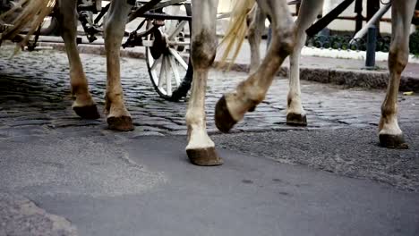 Weiß-Trainer-ist-auf-der-Straße-fahren.-Hochzeit.-Die-Straße-von-fertiger-Rädern-und-Hufe-der-Pferde