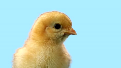 Cute-baby-chick-stands-alone-with-a-blue-background