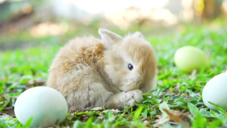 Little-brown-easter-bunnies-holland-lop,-siting-near-Easter-eggs.