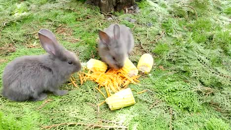 Los-conejos-jóvenes-comiendo-zanahoria-fresca-y-maíz