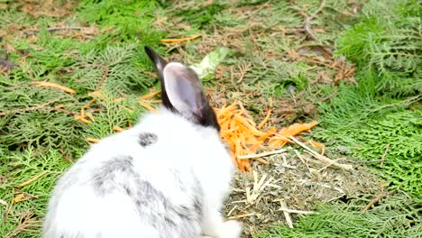 Junge-Kaninchen-essen-frische-Karotte-im-Garten