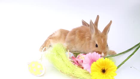 Osterhase,-niedliche-Hasen,-Kaninchen-auf-weißem-Hintergrund