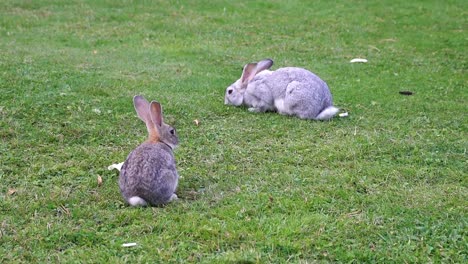 Two-rabbits-eat-grass-on-the-lawn