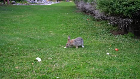 Gray-rabbit-jumps-to-food