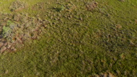 Swamp-marsh-epic-reveal-shot-grass-moss-and-dwarf-trees-aerial-tilt-opening