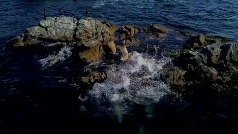 Frightened-seals-slide-into-the-sea-with-a-stone.-Shooting-in-Slow-Motion-mode.