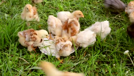 Crowd-of-little-chicken-eating-the-curd-on-green-grass