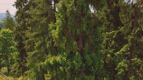 Aerial-flythrough-of-beautiful-mountains,-needles-and-forest-2