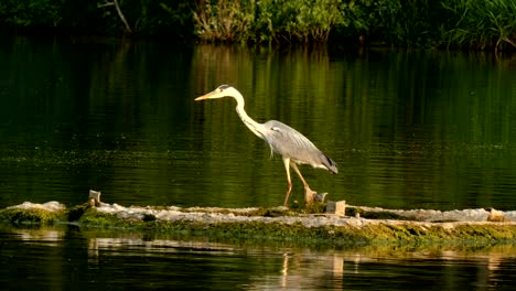 Amazing-big-heron-standing-on-the-island-on-the-lake-during-wind.