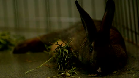 slow-motion-brown-bunny-munching-on-grass